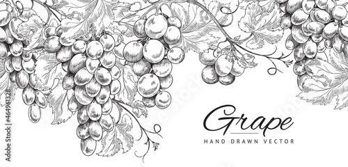 Seamless horizontal pattern or border with grapes hand drawn. Vector sketch illustration isolated on white background. photo