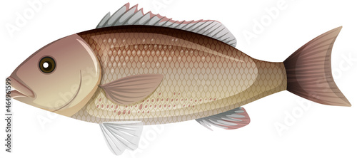 Tableau sur toile Mangrove Snapper or Gray snapper in cartoon style on white background