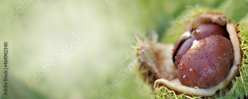 panoramic view on a freshness chesnut in shell and covered with water drops o...