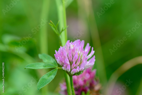 One clover flower on a green lawn