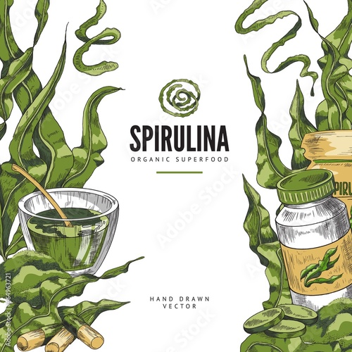 Spirulina green seaweed organic superfood sketch background