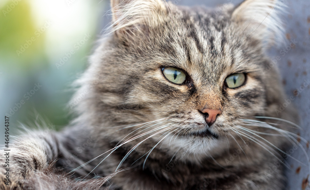 Portrait of a fluffy cat. Portrait of a fluffy cat.
