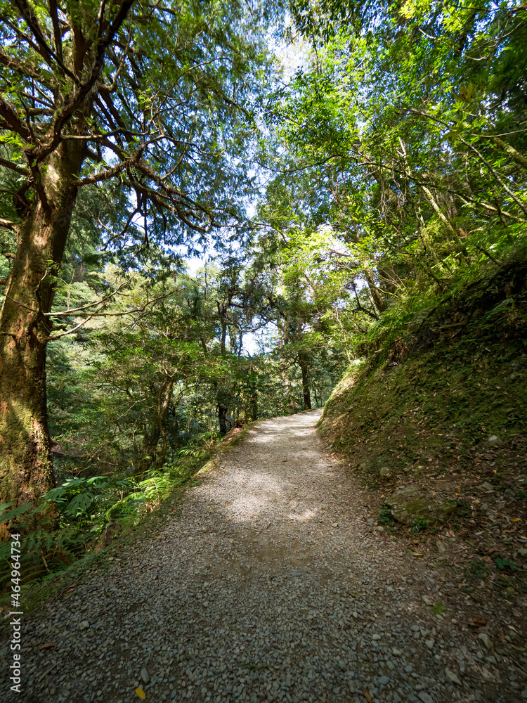 Footpath going through the green forest. Footpath going through the green forest.