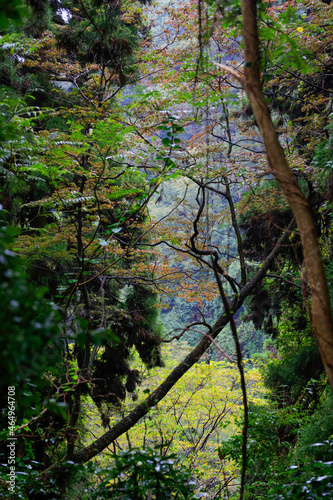 trees in the forest