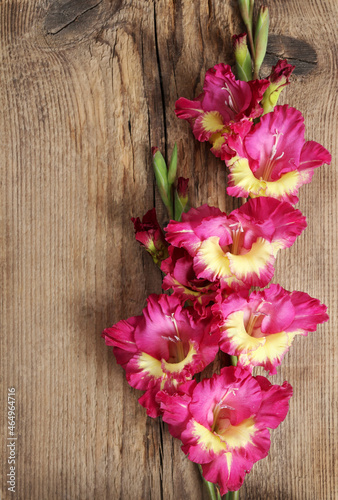 Pink and yellow gladiolus flowers on a wooden background