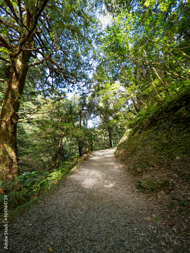 Footpath going through the green forest.