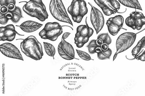 Hand drawn sketch style scotch bonnet pepper banner. Organic fresh vegetable vector illustration. Retro cayenne pepper design template