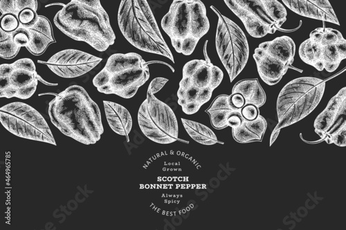 Hand drawn sketch style scotch bonnet pepper banner. Organic fresh vegetable vector illustration on chalk board. Retro cayenne pepper design template