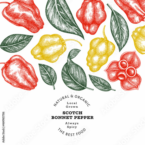 Hand drawn sketch style scotch bonnet pepper banner. Organic fresh vegetable vector illustration. Retro cayenne pepper design template
