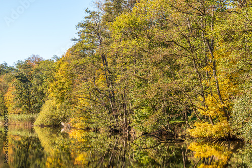 Fototapeta Naklejka Na Ścianę i Meble -  tree in autumn