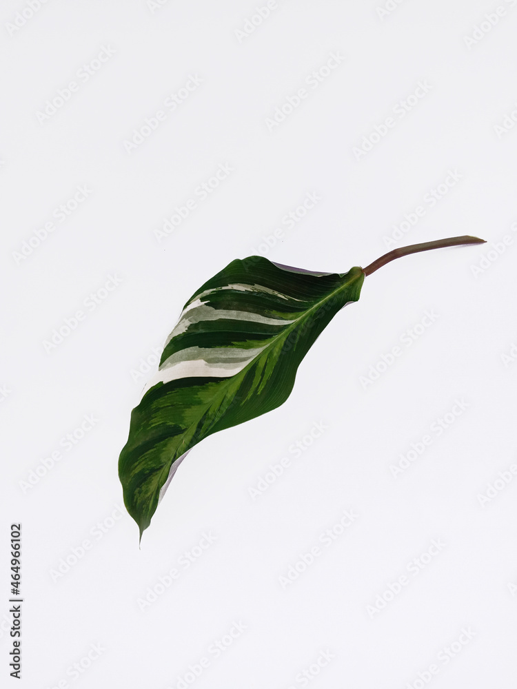 Top view portrait a beautiful leaf isolated on white background Top view portrait a beautiful leaf isolated on white background