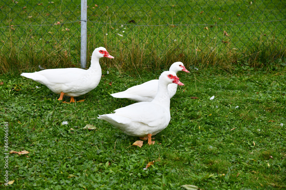 Hausenten auf der grünen Wiese Hausenten auf der grünen Wiese
