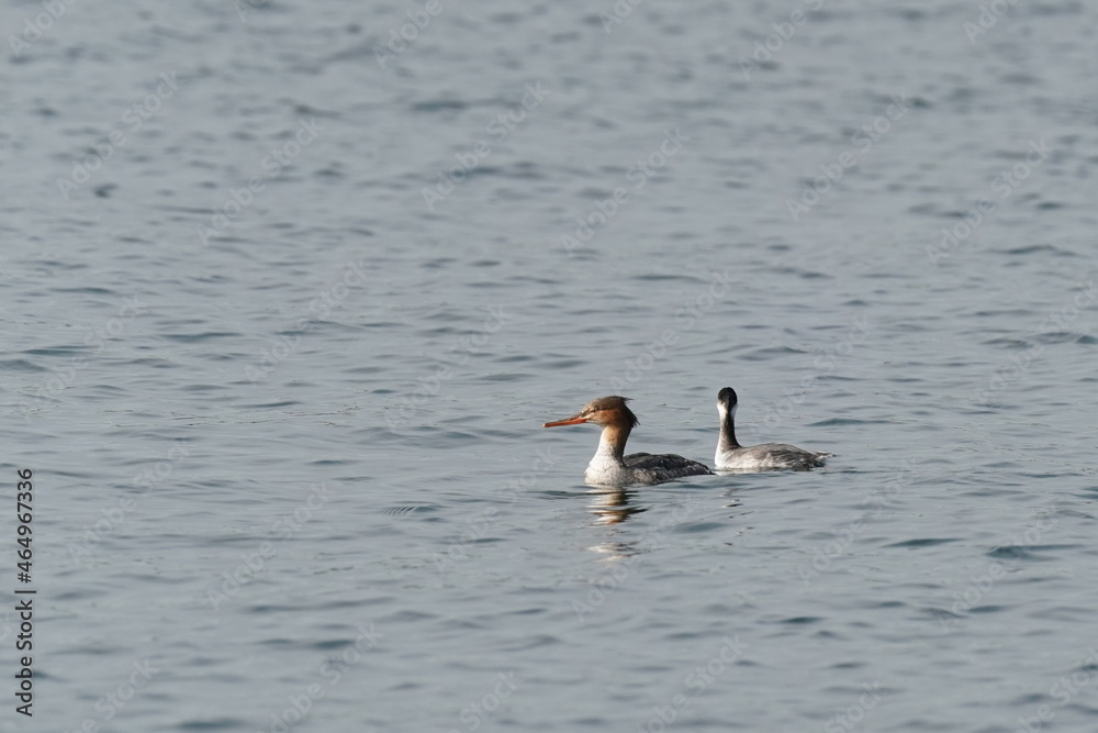 black necked grebe and red breasted merganser in the sea black necked grebe and red breasted merganser in the sea