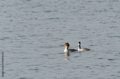 black necked grebe and red breasted merganser in the sea