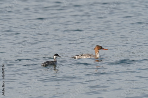 black necked grebe and red breasted merganser in the sea