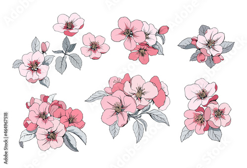 Apple blossom  set is colorful. Vector illustration