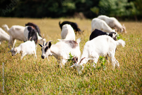 A herd of goats grazes in the meadow. Farming. Self-walking goat. Farm pasture. Summer day. Goats eat grass.