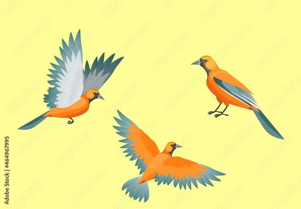 Obraz premium Set of birds in various poses vector isolated on white