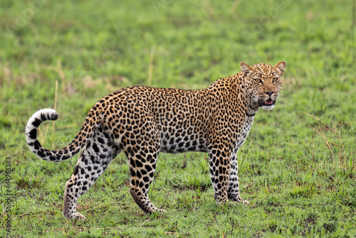 Leopard - Panthera pardus, beautiful iconic carnivore from African bushes, savannas and forests, Queen Elizabeth National Park, Uganda.