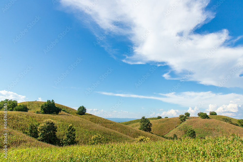 Fototapeta premium corn field mountain