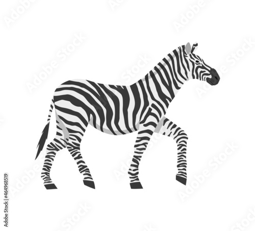 Striped african zebra horse side view  flat vector illustration isolated.