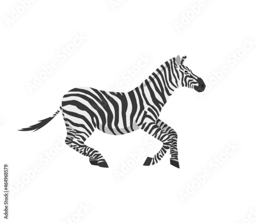 Fototapeta Naklejka Na Ścianę i Meble -  Vector flat illustration of zebra galloping isolated on white background. Illustration of African mammal for poster about wild animals.