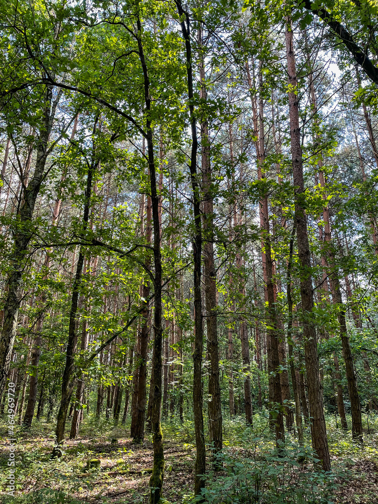 Fototapeta premium Summer landscape