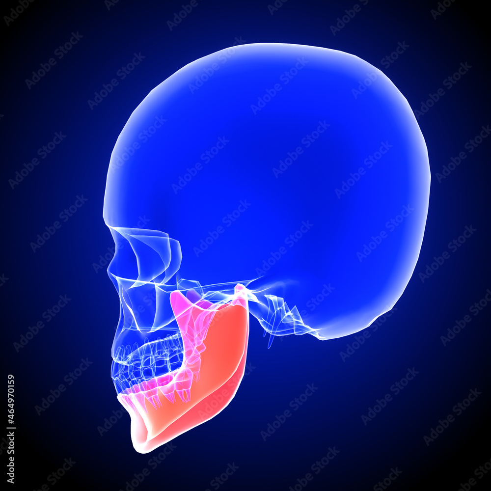 Collection 32+ Background Images what is the only movable bone of the skull Completed Collection 32+ Background Images what is the only movable bone of the skull Completed