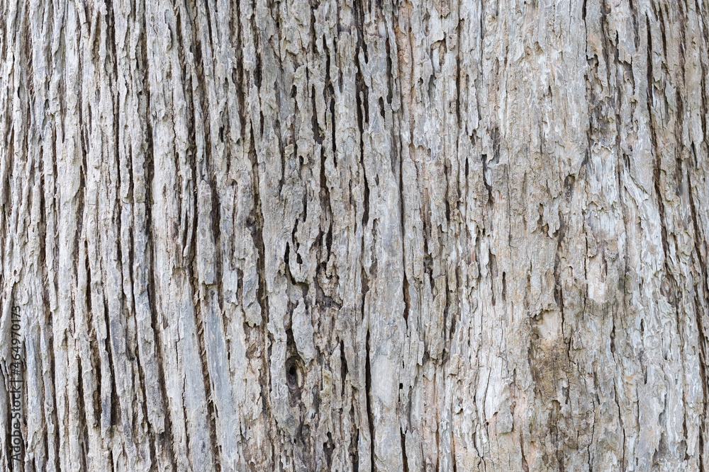 Closeup image of teak tree trunk, bark texture and detail Closeup image of teak tree trunk, bark texture and detail