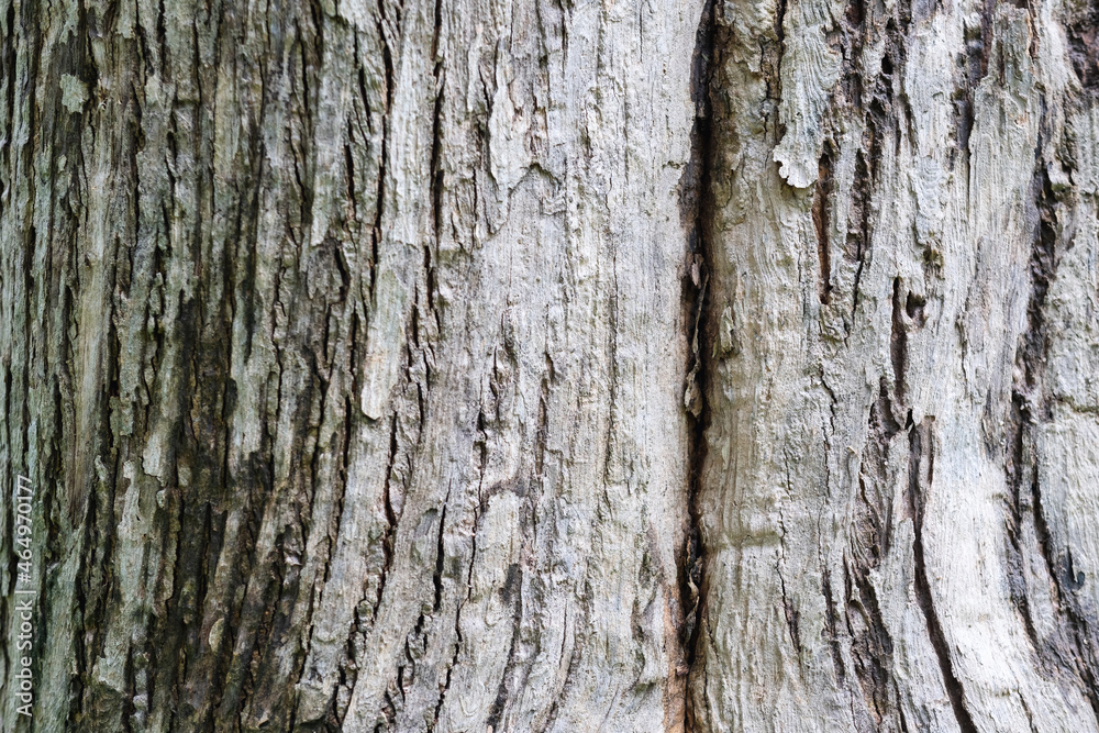 Closeup image of teak tree trunk, bark texture and detail Closeup image of teak tree trunk, bark texture and detail
