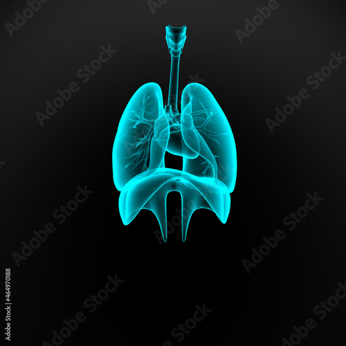 Quadro su tela The lungs are the primary organs of the respiratory system
