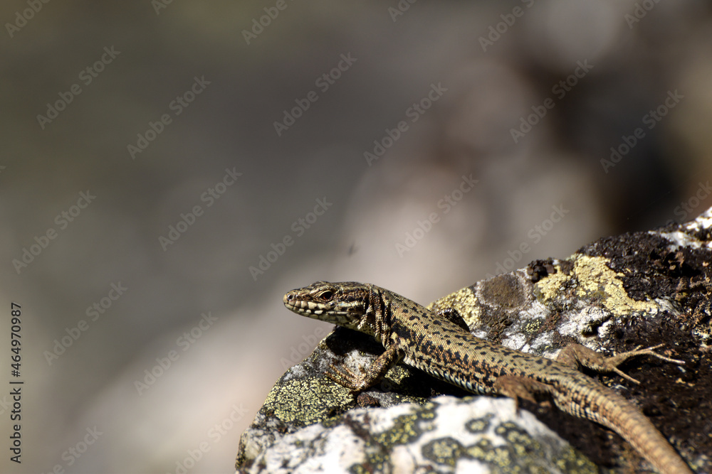 Naklejka premium Mauereidechse