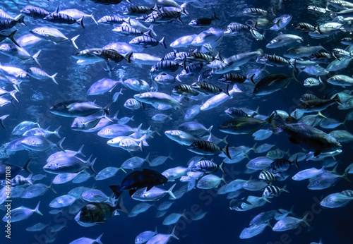 Hordes of fish in an aquarium.