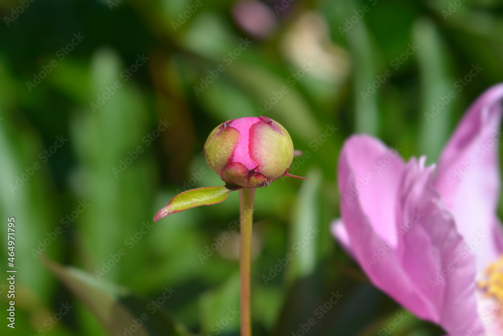 Fragrant peony Fragrant peony