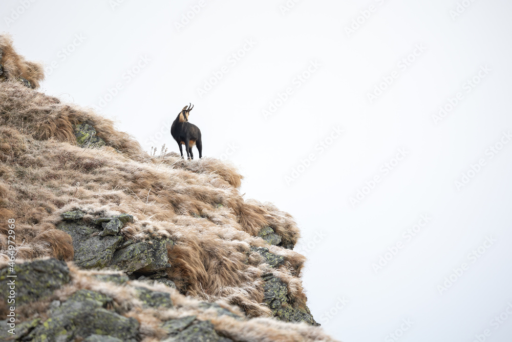 Chamois rupicapra rupicapra stand up high on mountain cliff