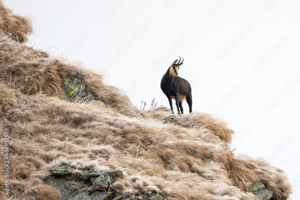 Chamois goat rupicapra rupicapra climbing in natural habitat Chamois goat rupicapra rupicapra climbing in natural habitat