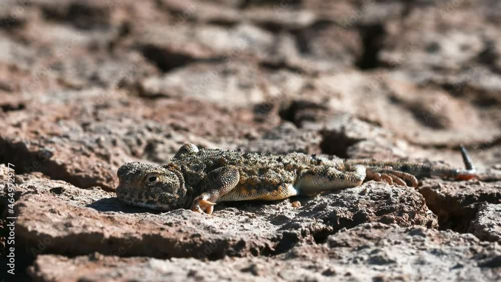 Phrynocephalus helioscopus or sunwatcher agama Phrynocephalus helioscopus or sunwatcher agama