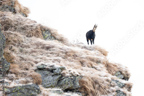 Chamois rupicapra rupicapra stand up high on mountain cliff looking at camera