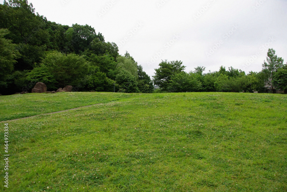 Fototapeta premium 日本の公園芝生Japanese lawn park
