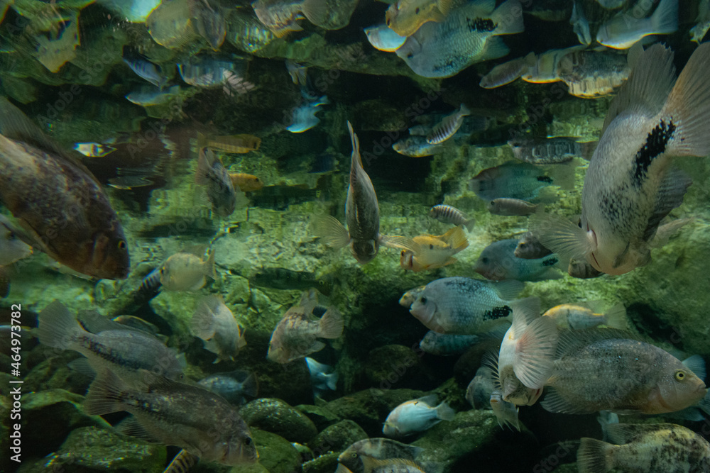 Hordes of fish in an aquarium. Hordes of fish in an aquarium.