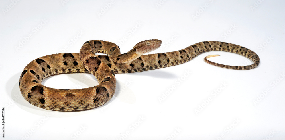 Brazilian Lancehead // Brasilianische Lanzenotter (Bothrops moojeni) Brazilian Lancehead // Brasilianische Lanzenotter (Bothrops moojeni)