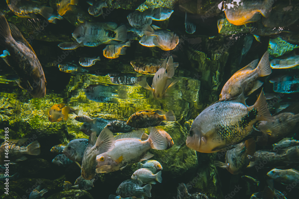 Obraz premium Hordes of fish in an aquarium.