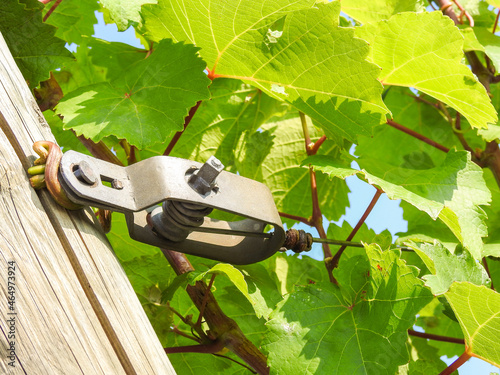 wire tightener for vineyard photo