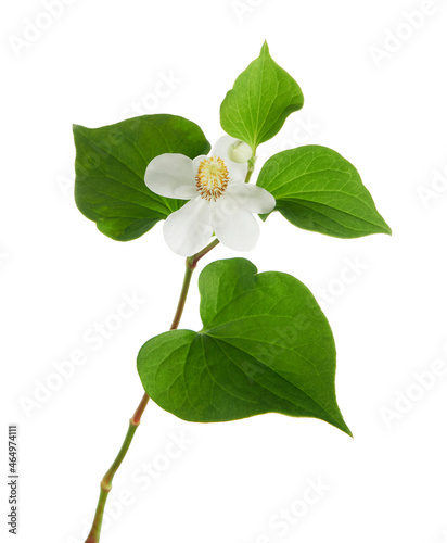 Fish mint, Fish leaf with flower isolated on white background, with clipping path      photo