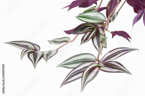 Tradescantia zebrina leaves  Inchplant foliage  Exotic tropical leaf  isolated on white background with clipping path  