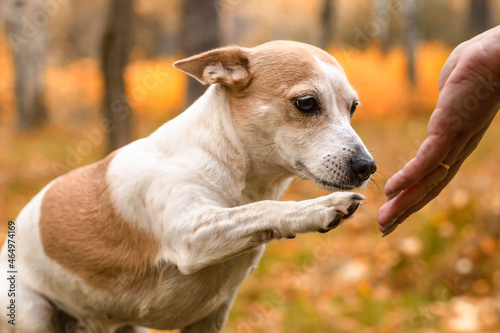 Jack Russell Terrier. A funny little dog in the park in nature. Pets