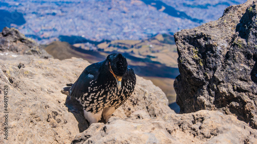 Curiquingue bird photo