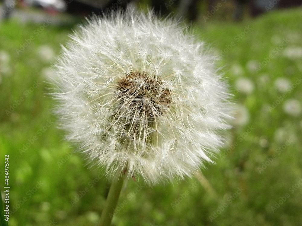 Fototapeta premium 日本の植物タンポポ dandelion Plants of Japan
