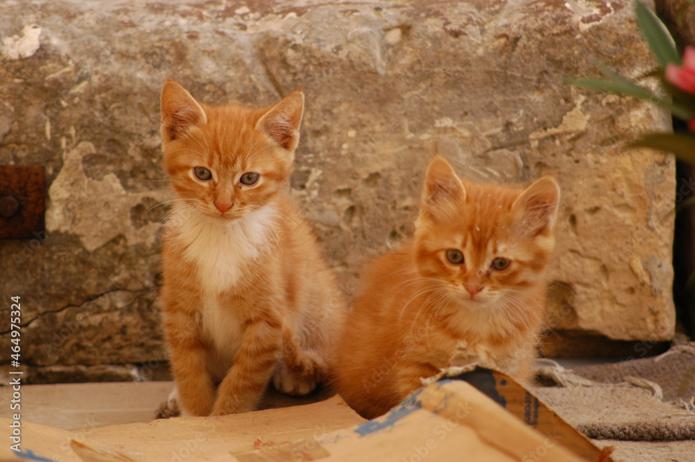 Kitten living in Valletta, Malta Kitten living in Valletta, Malta
