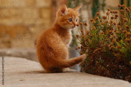 Kitten living in Valletta, Malta